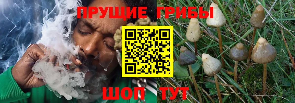 Галлюциногенные грибы GOLDEN TEACHER Артём
